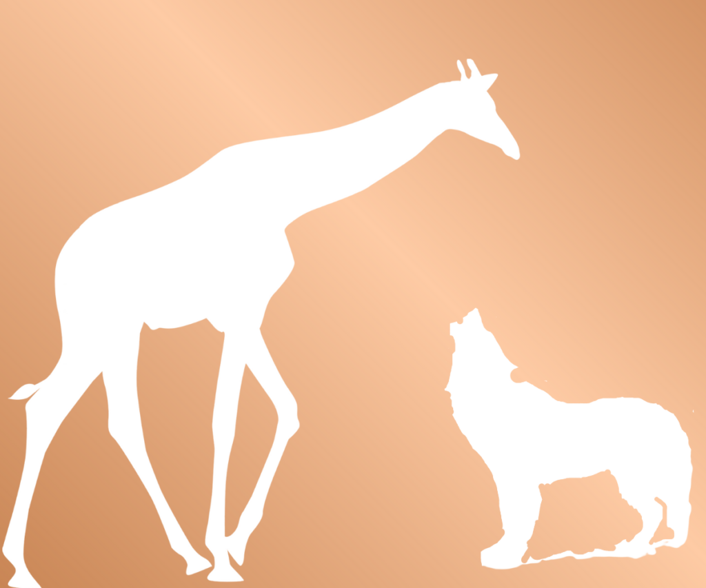 Giraffe und Wolf stehen sich gegenüber